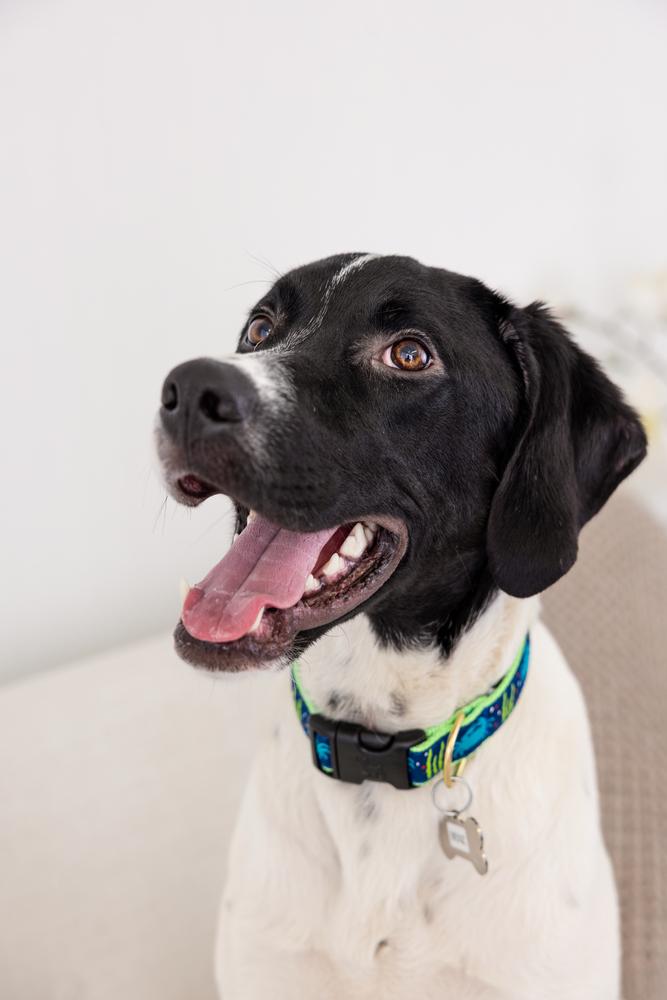 Available for Adoption - Benz (NC, USA), Adoptable, Puppy Male Pointer.