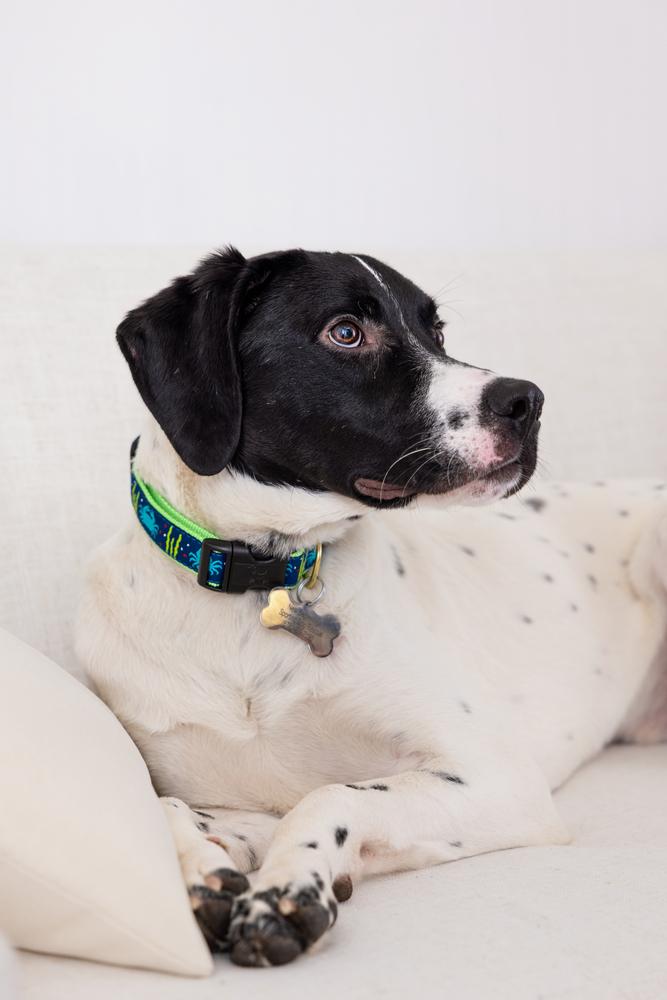 Enlarge Available for Adoption - Benz (NC, USA), a Adoptable Pointer in Durham, NC image 4/6
