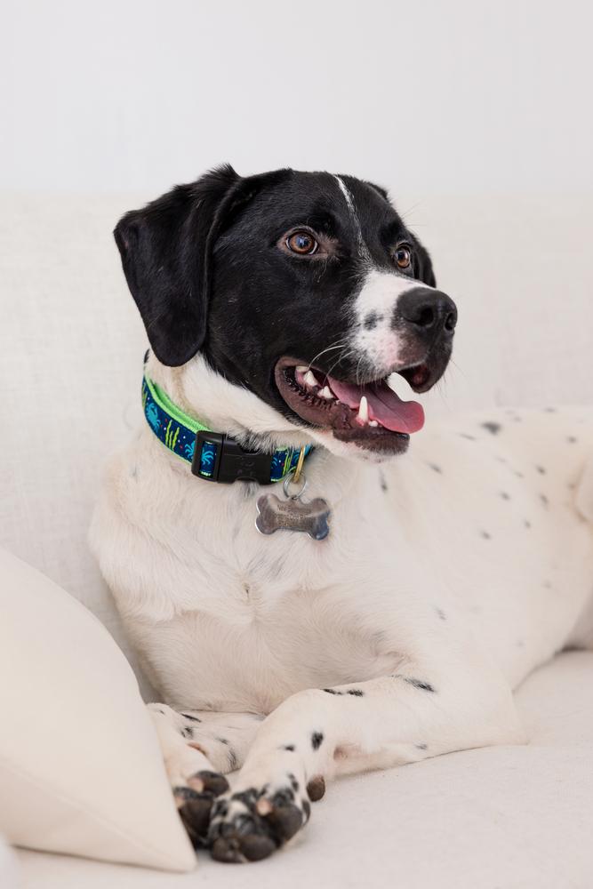 Enlarge Available for Adoption - Benz (NC, USA), a Adoptable Pointer in Durham, NC image 5/6