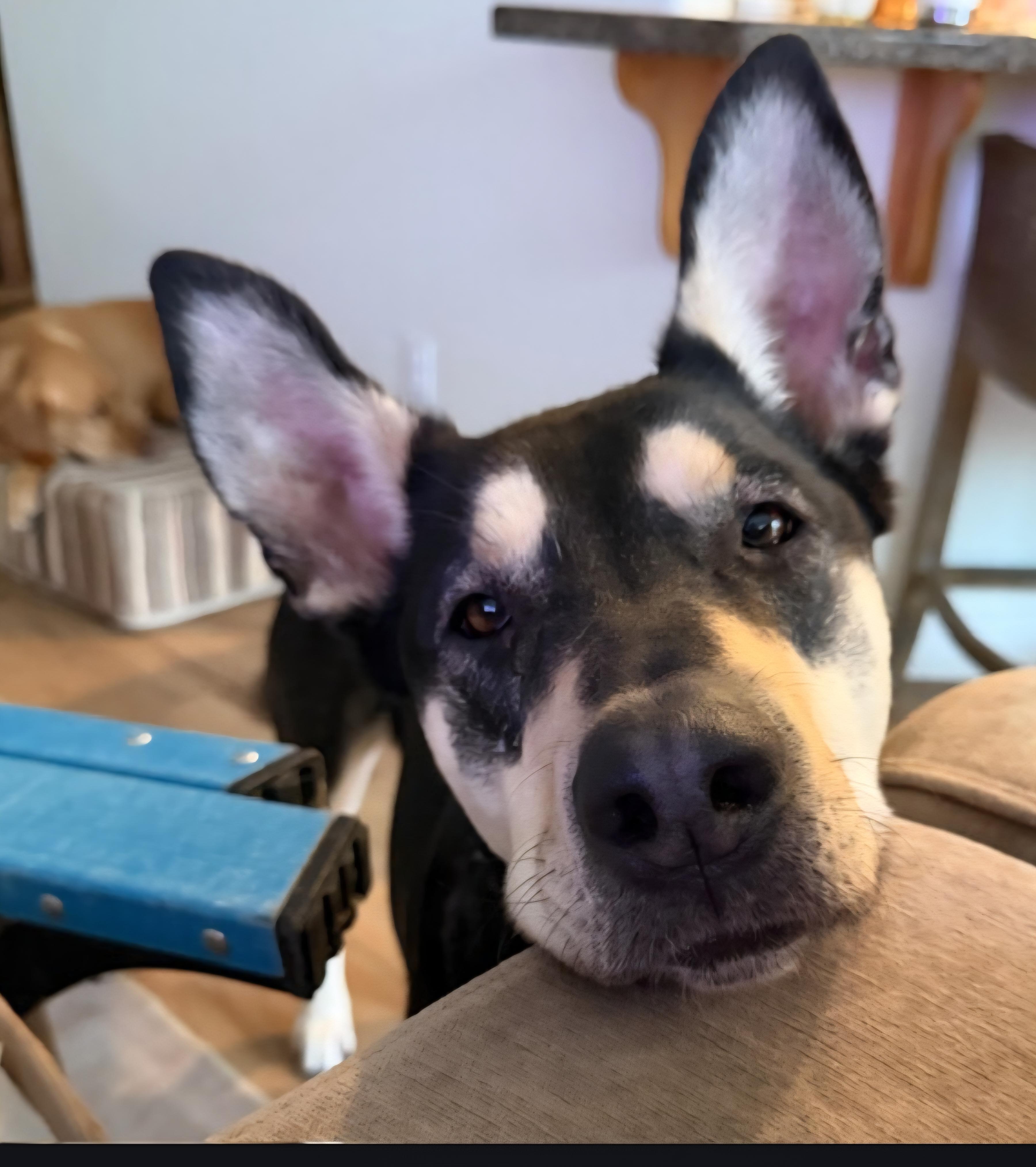 Enlarge Rye, a ADOPTABLE mixed breed in Woodland, CA image 2/2