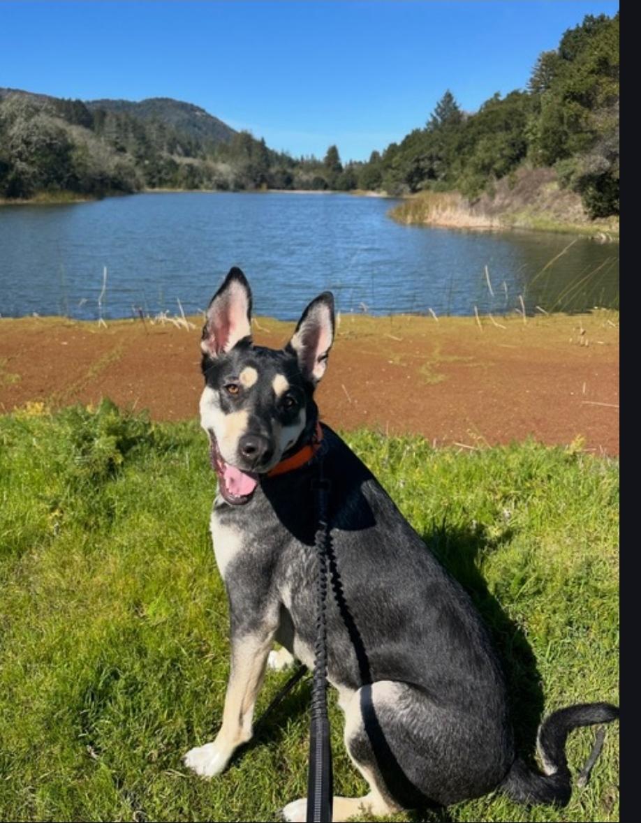 Enlarge Rye, a ADOPTABLE mixed breed in Woodland, CA image 1/2