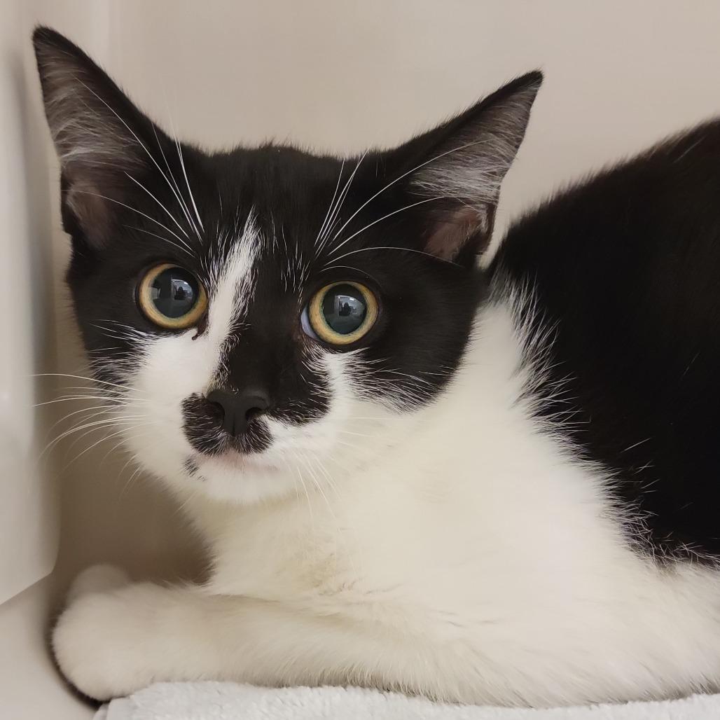 Siegrid, Adoptable, Young Female Domestic Short Hair.