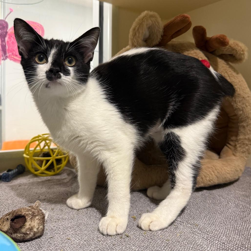 Enlarge Siegrid, a Adoptable Domestic Short Hair in Sarasota, FL image 2/4