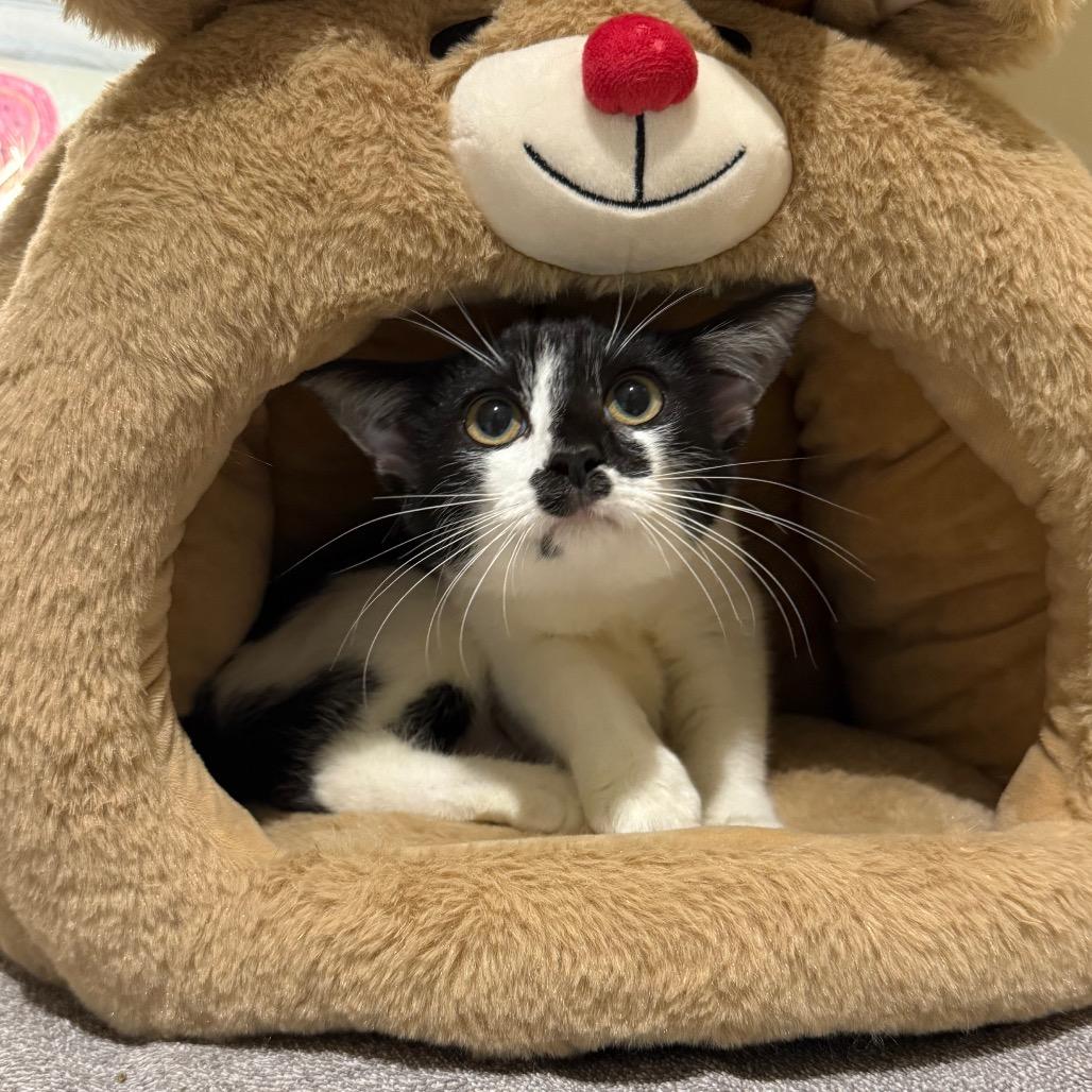 Enlarge Siegrid, a Adoptable Domestic Short Hair in Sarasota, FL image 3/4
