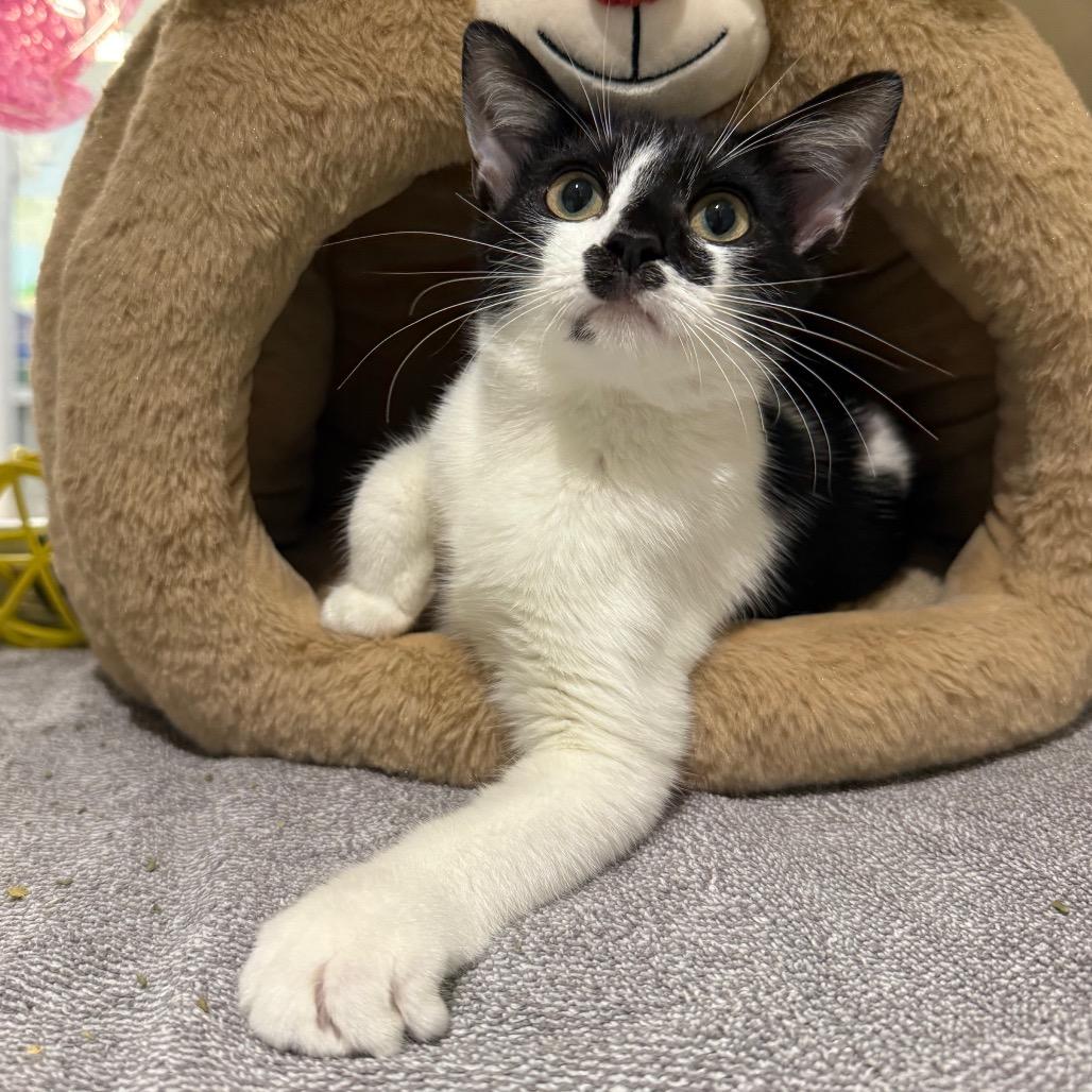 Enlarge Siegrid, a Adoptable Domestic Short Hair in Sarasota, FL image 4/4
