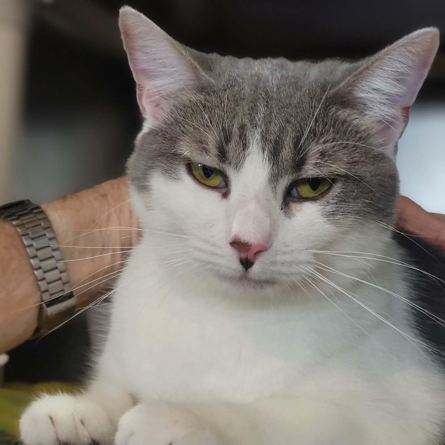 Sloan, adopted, Adult Female Domestic Short Hair.
