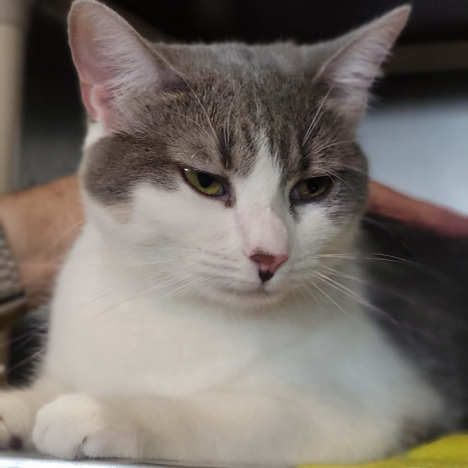 Enlarge Sloan, an adopted Domestic Short Hair in Myrtle Beach, SC image 2/3