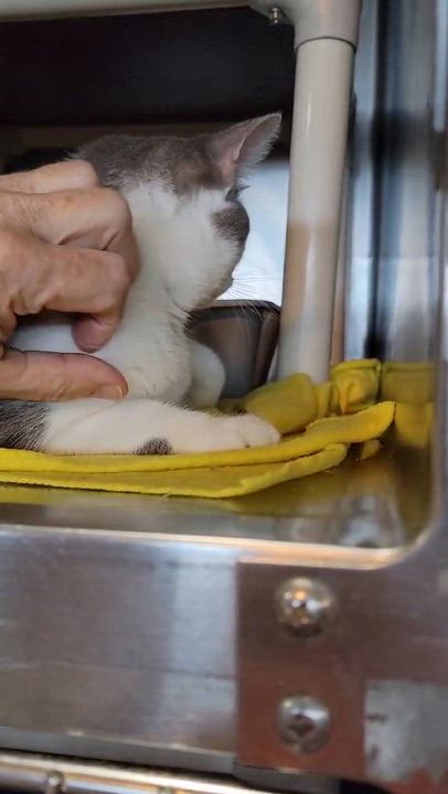 Enlarge Sloan, an adopted Domestic Short Hair in Myrtle Beach, SC video 3/3