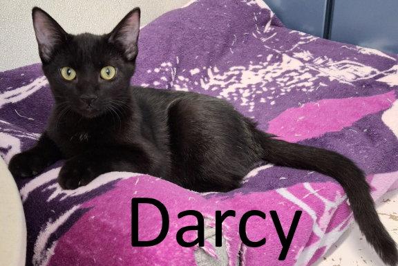Darcy, Adoptable, Kitten Female Domestic Short Hair.