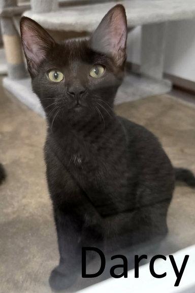 Enlarge Darcy, a Adoptable Domestic Short Hair in Mountain View, AR image 2/3