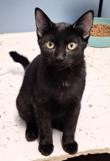 Enlarge Darcy, a Adoptable Domestic Short Hair in Mountain View, AR image 3/3