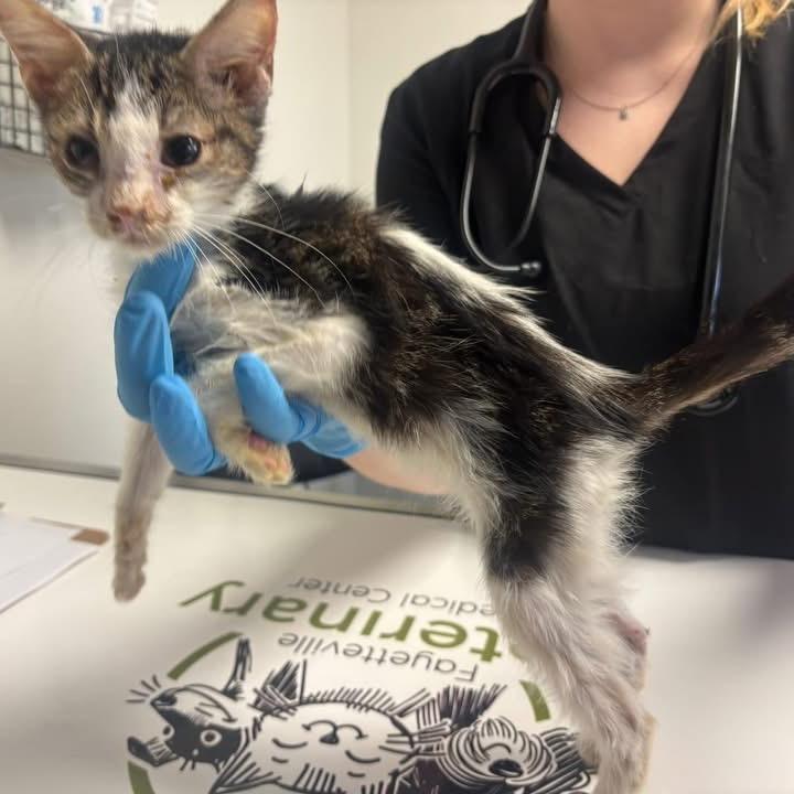 Tick, Adoptable, Young Male Domestic Short Hair.