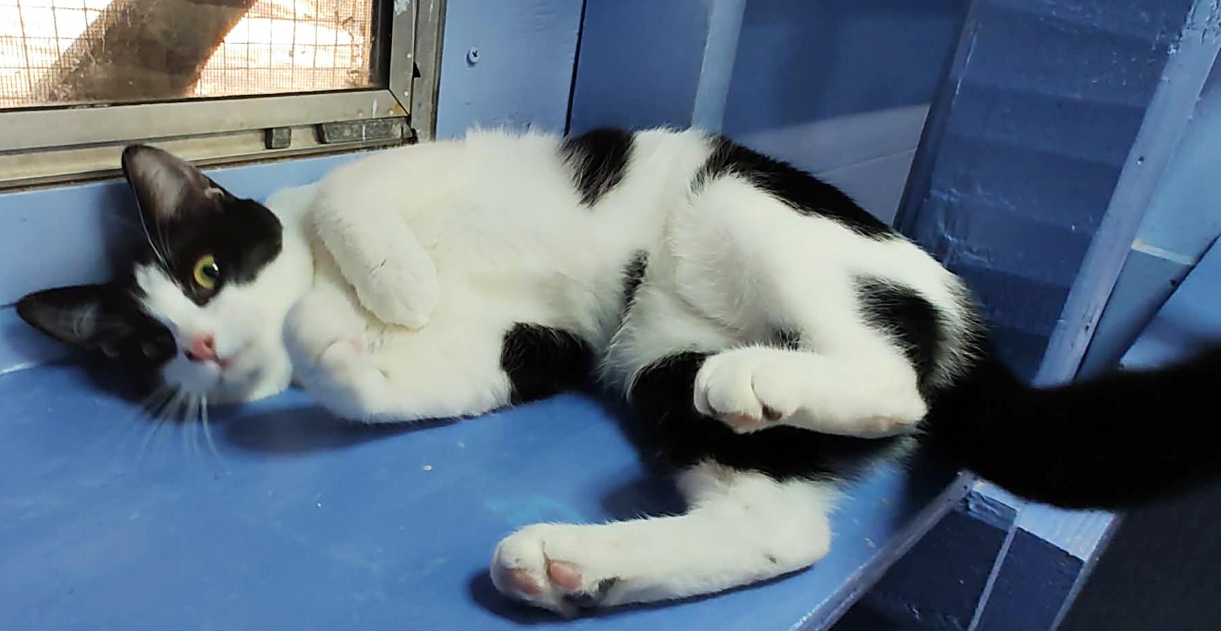 Enlarge Prim, a Adoptable Domestic Short Hair in Savannah, GA image 1/3