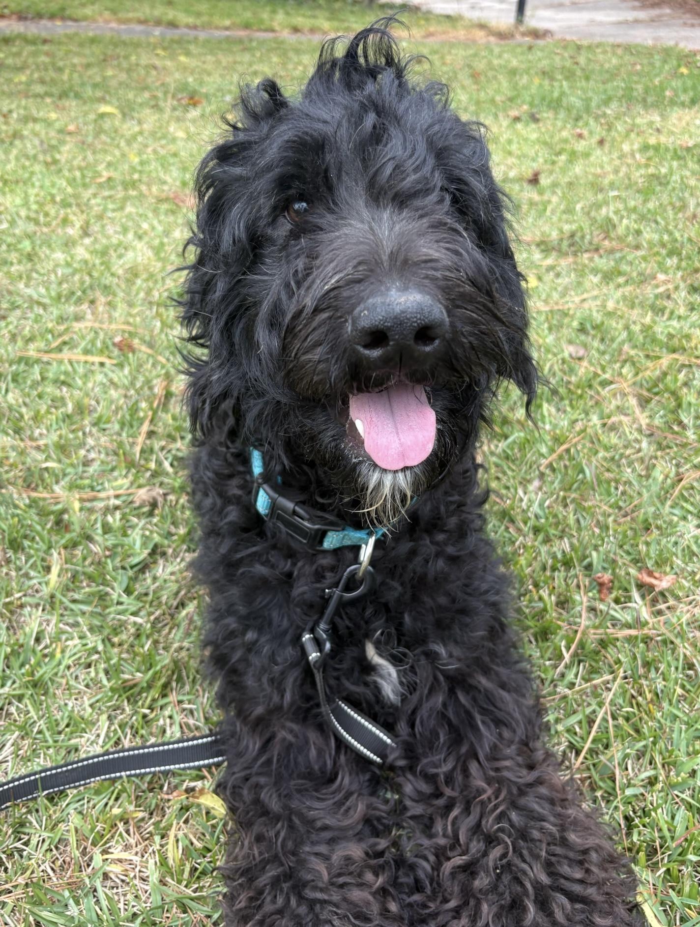 Donnie, a Adoptable mixed breed in Monroeville , PA image 4/6