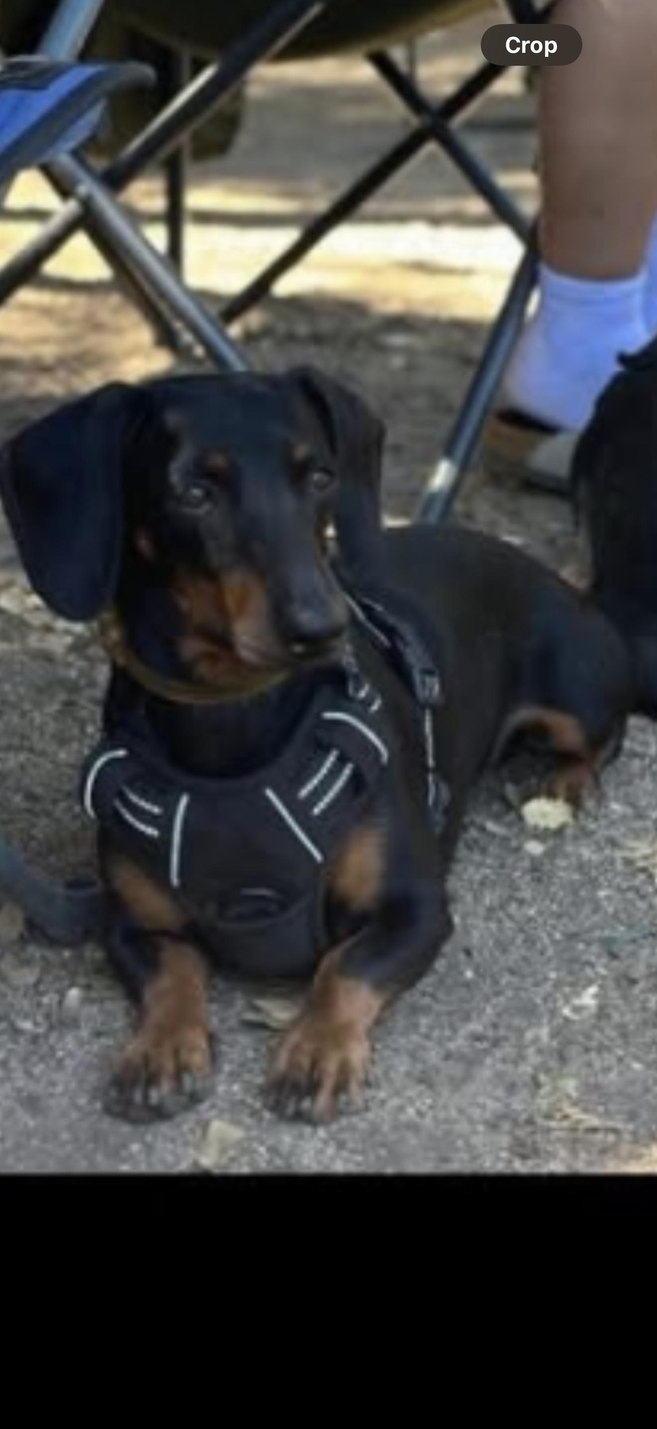 Stitch - The Gorgeous Dachshund