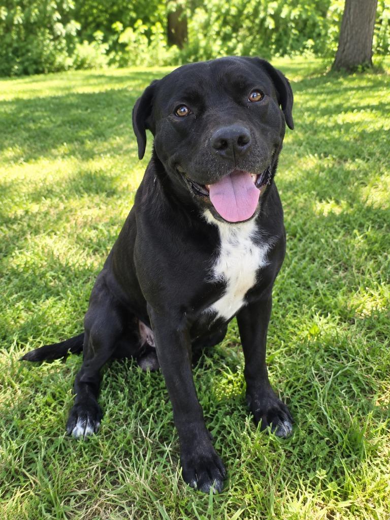 Samuel, Adoptable, Adult Male Cane Corso.