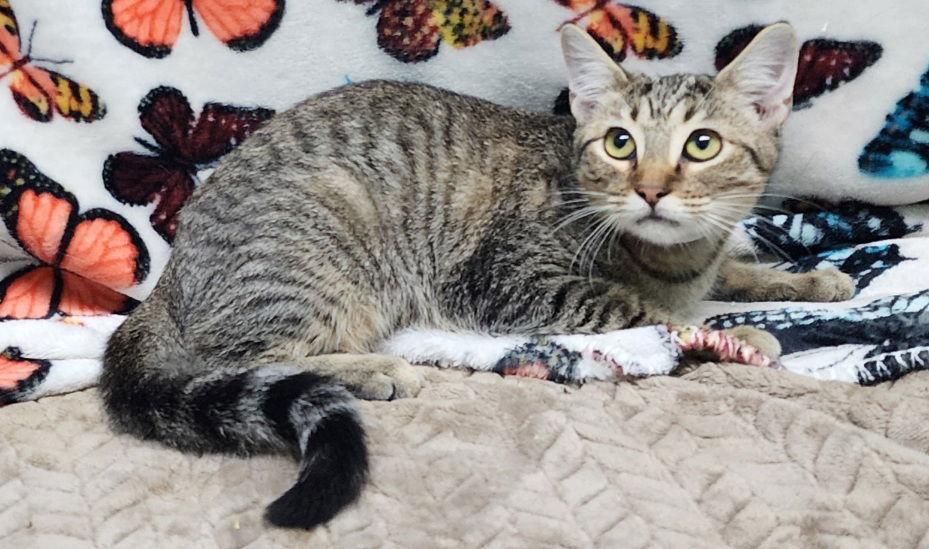 250888  Skylar, Adoptable, Young Female Domestic Short Hair.