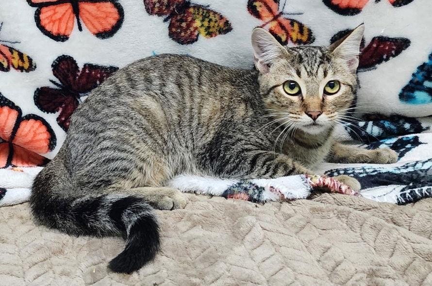 Enlarge 250888  Skylar, a Adoptable Domestic Short Hair in Wetumpka, AL image 2/3