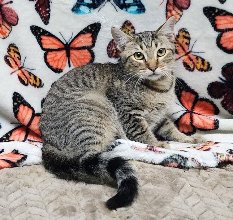 Enlarge 250888  Skylar, a Adoptable Domestic Short Hair in Wetumpka, AL image 3/3