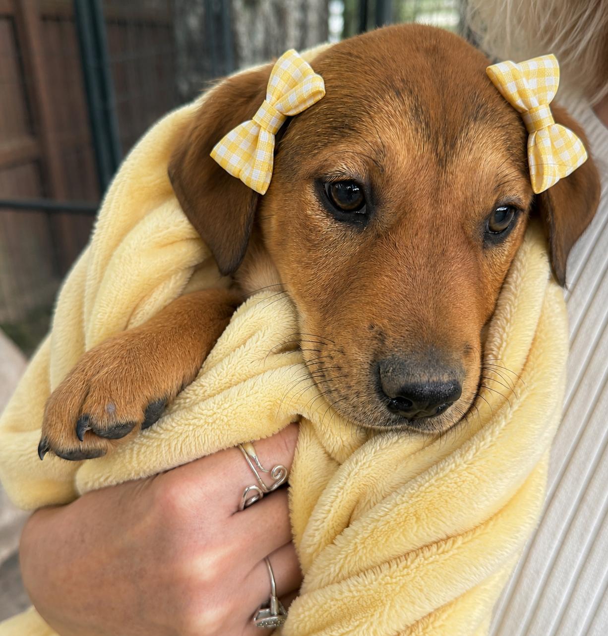 Enlarge Golden lab  pups, a Adoptable mixed breed in Mount Laurel, NJ image 1/3