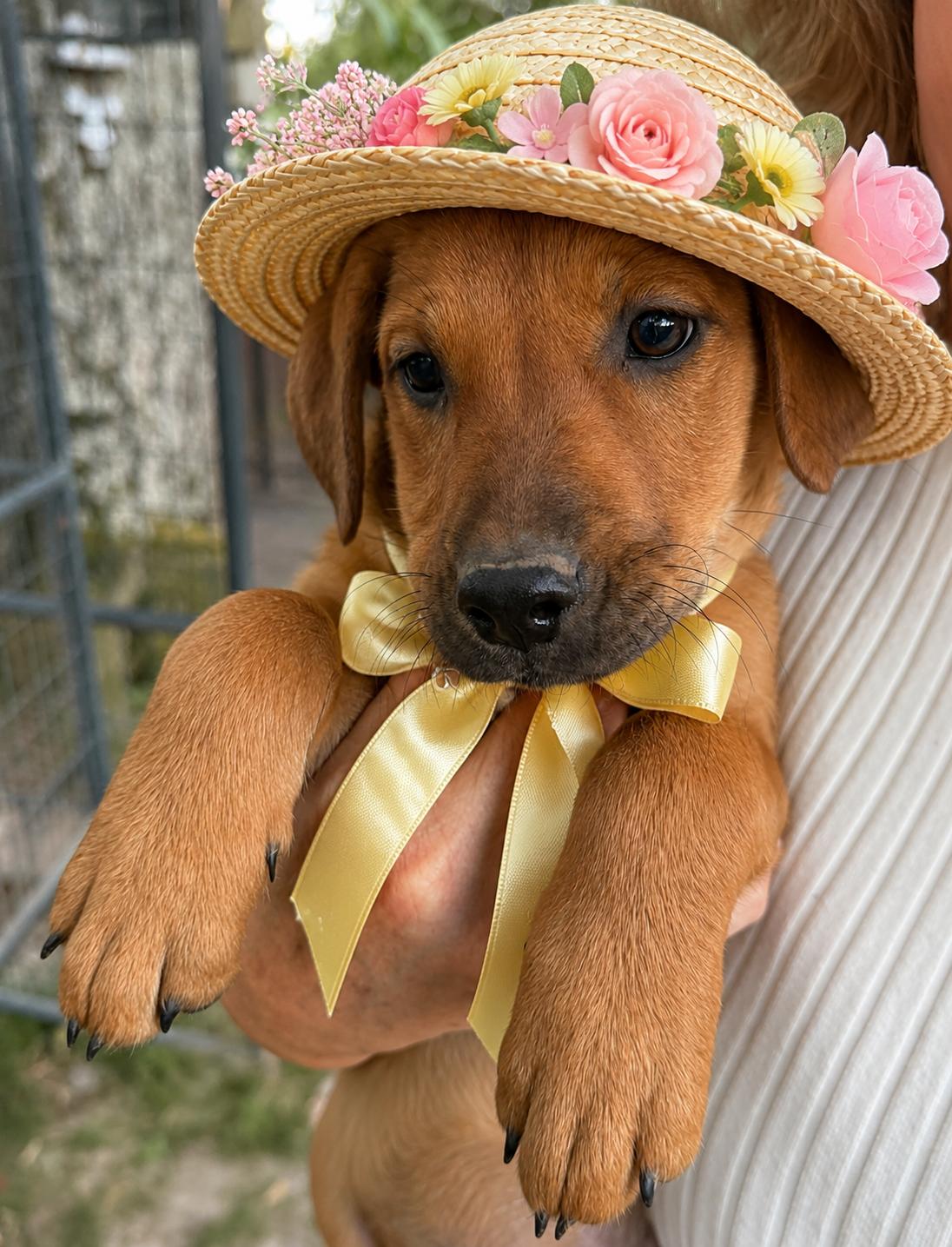 Enlarge Golden lab  pups, a Adoptable mixed breed in Mount Laurel, NJ image 2/3