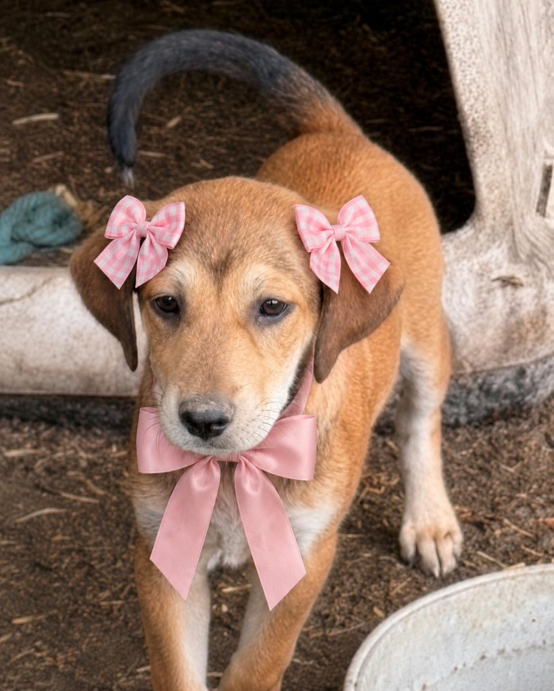 Enlarge Golden lab  pups, a Adoptable mixed breed in Mount Laurel, NJ image 3/3
