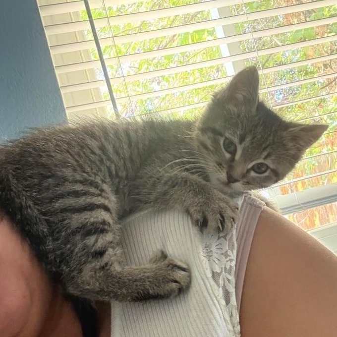 Bette Midler Morales-Travis, Baby Female Domestic Short Hair