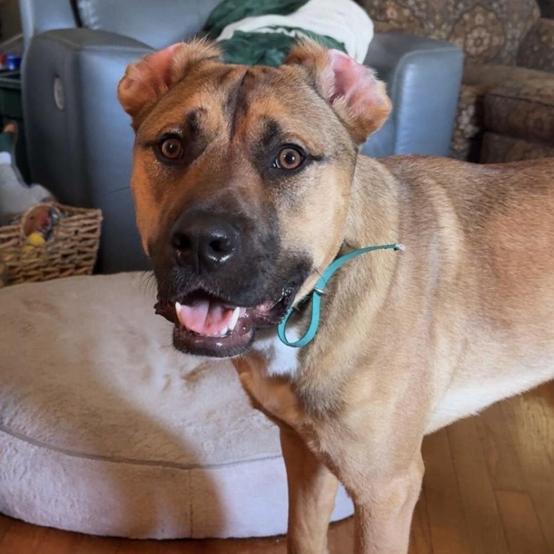 Enlarge Zuko, a Adoptable mixed breed in Richmond, VA image 4/6