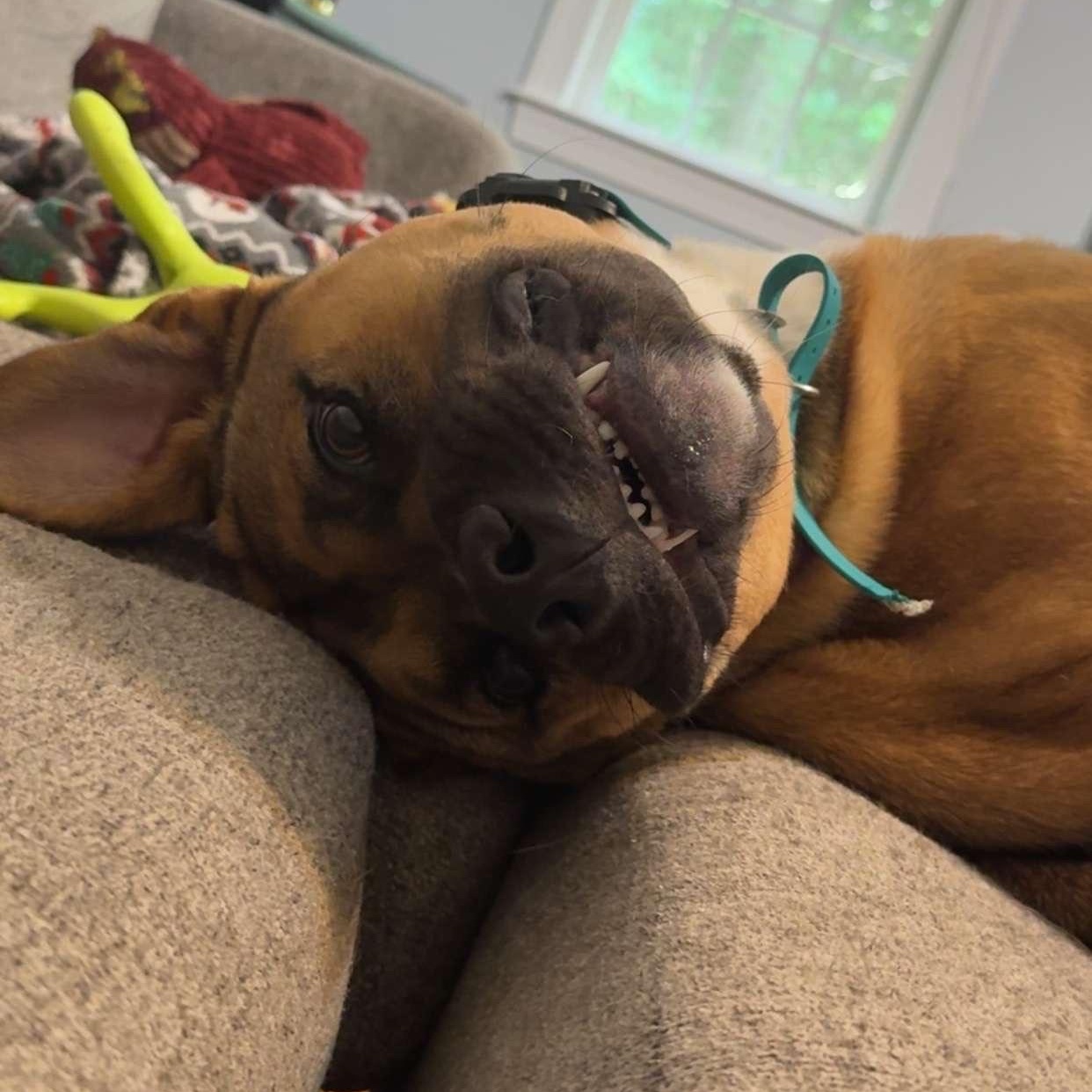 Enlarge Zuko, a Adoptable mixed breed in Richmond, VA image 2/6