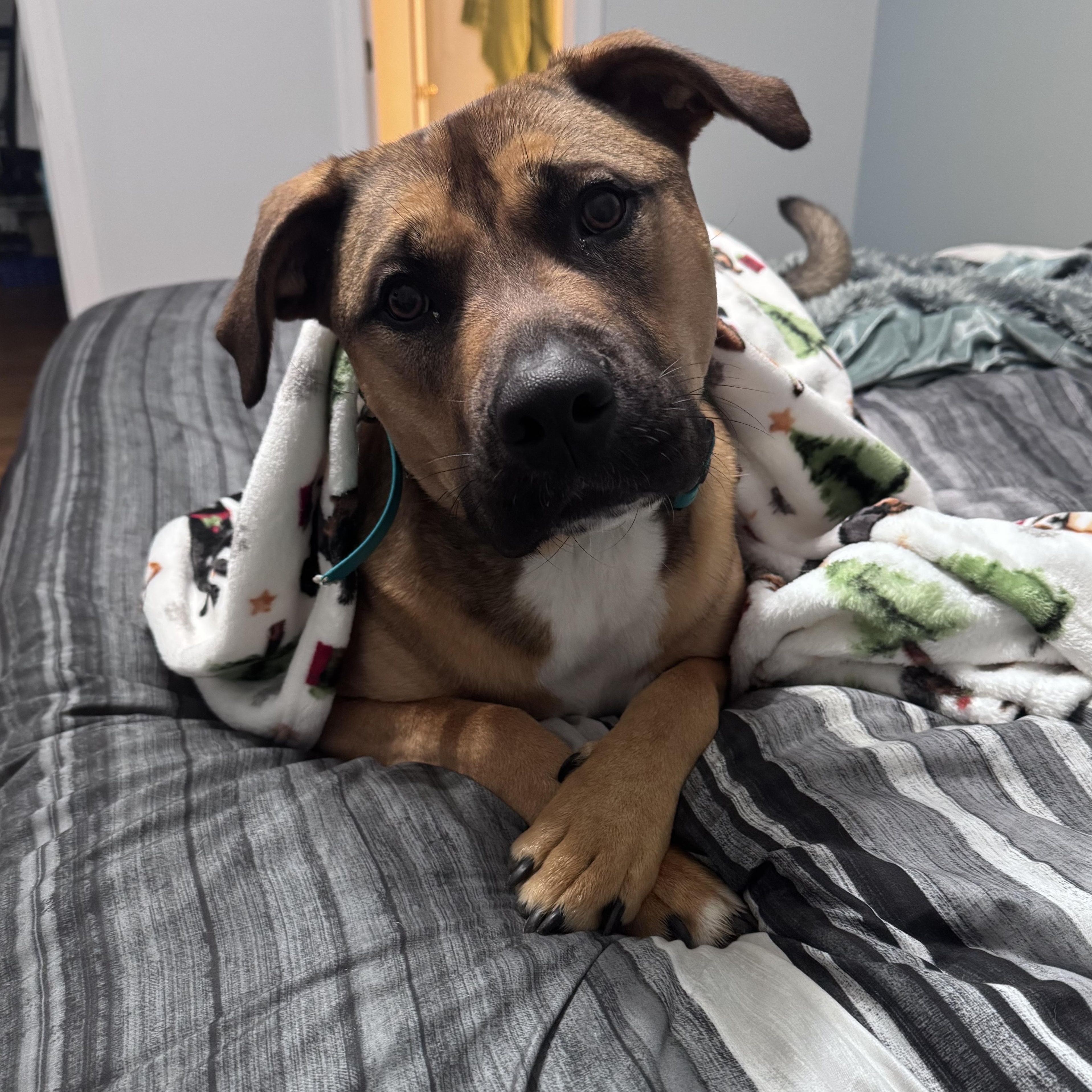 Enlarge Zuko, a Adoptable mixed breed in Richmond, VA image 5/6