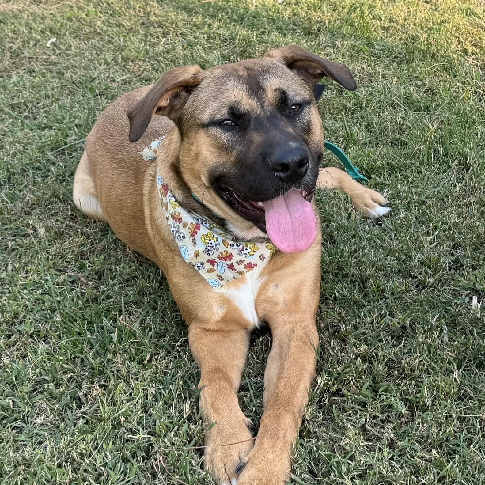Zuko, Adoptable, Adult Male Shepherd.