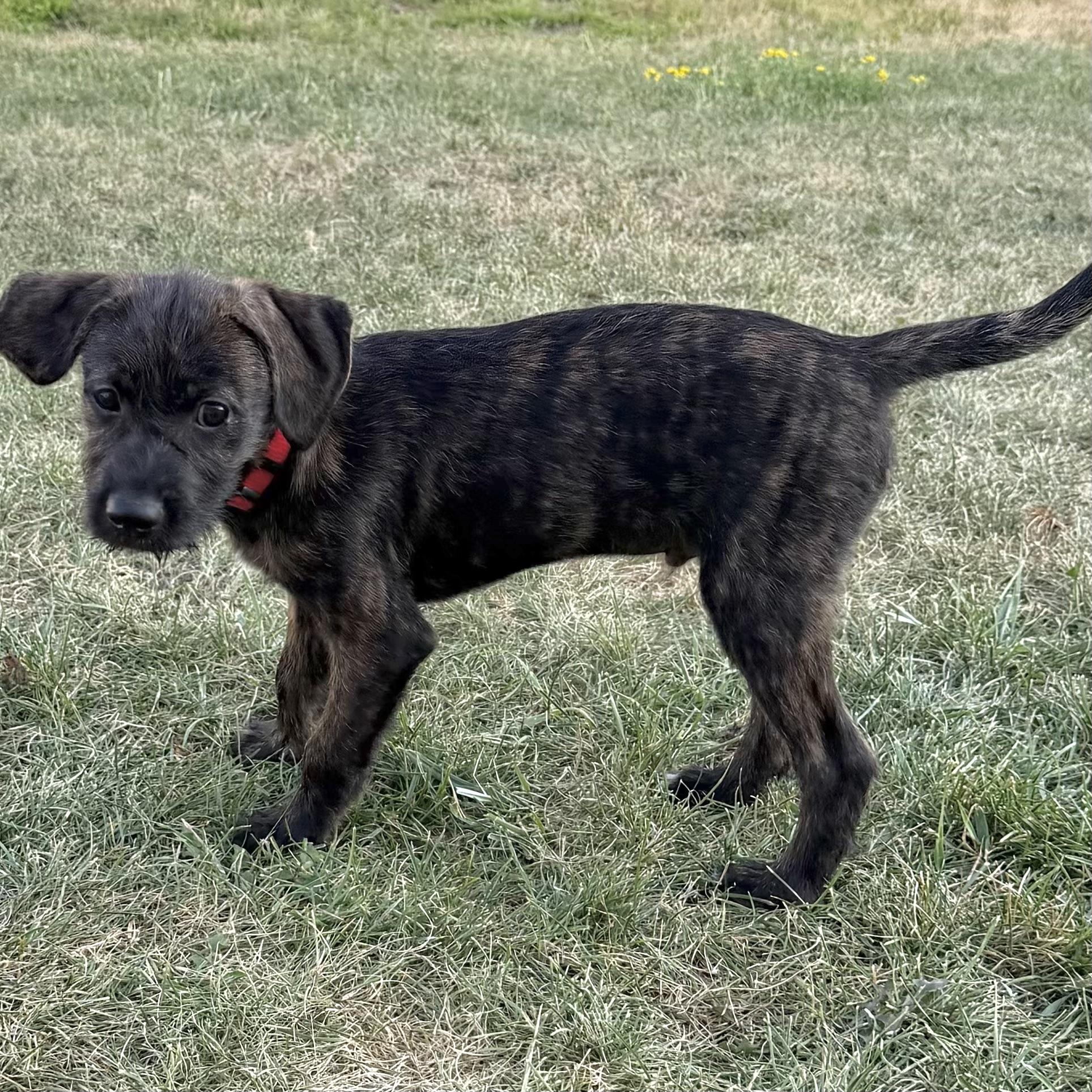 Marshal, a ADOPTABLE mixed breed in Prior Lake, MN image 5/6
