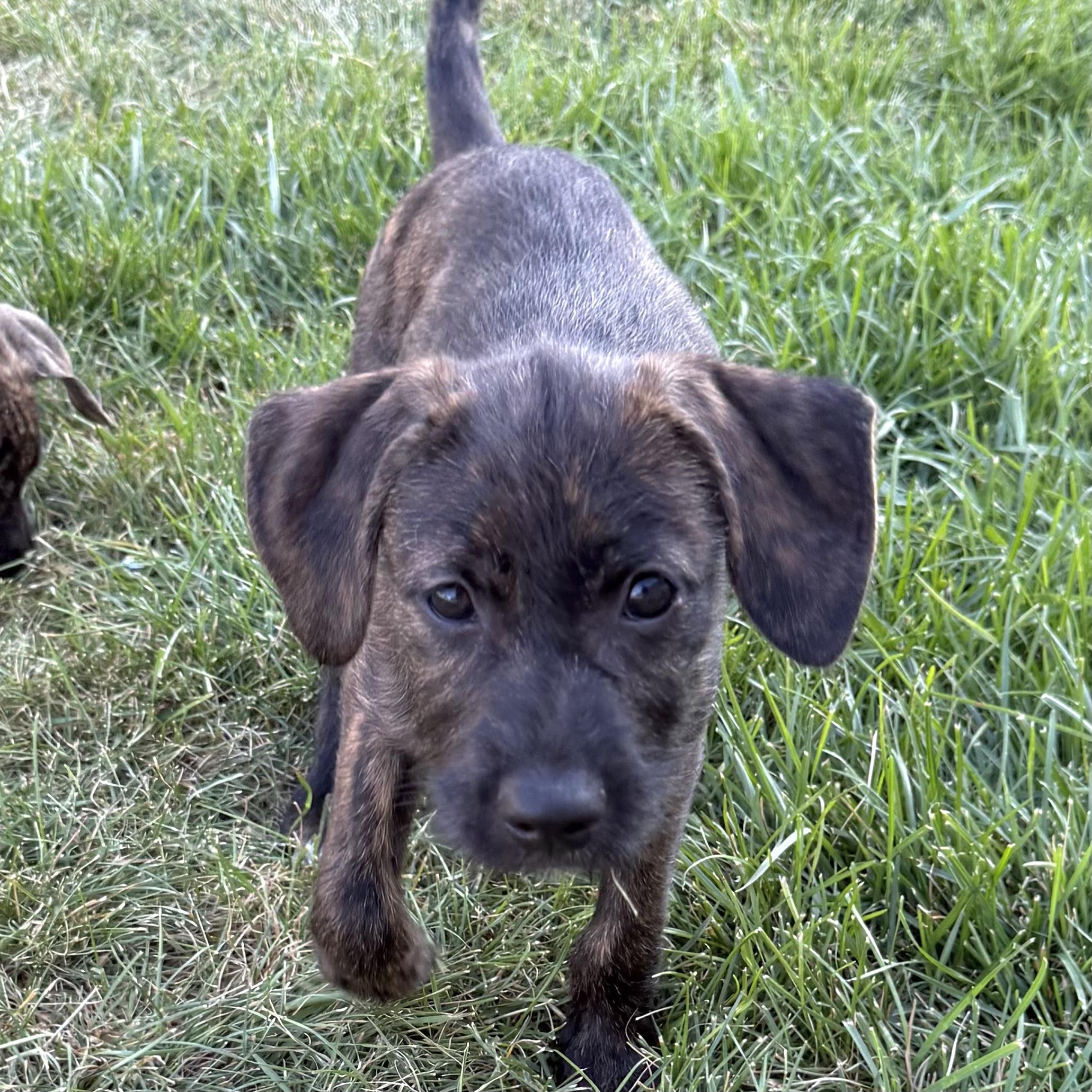 Marshal, a ADOPTABLE mixed breed in Prior Lake, MN image 6/6