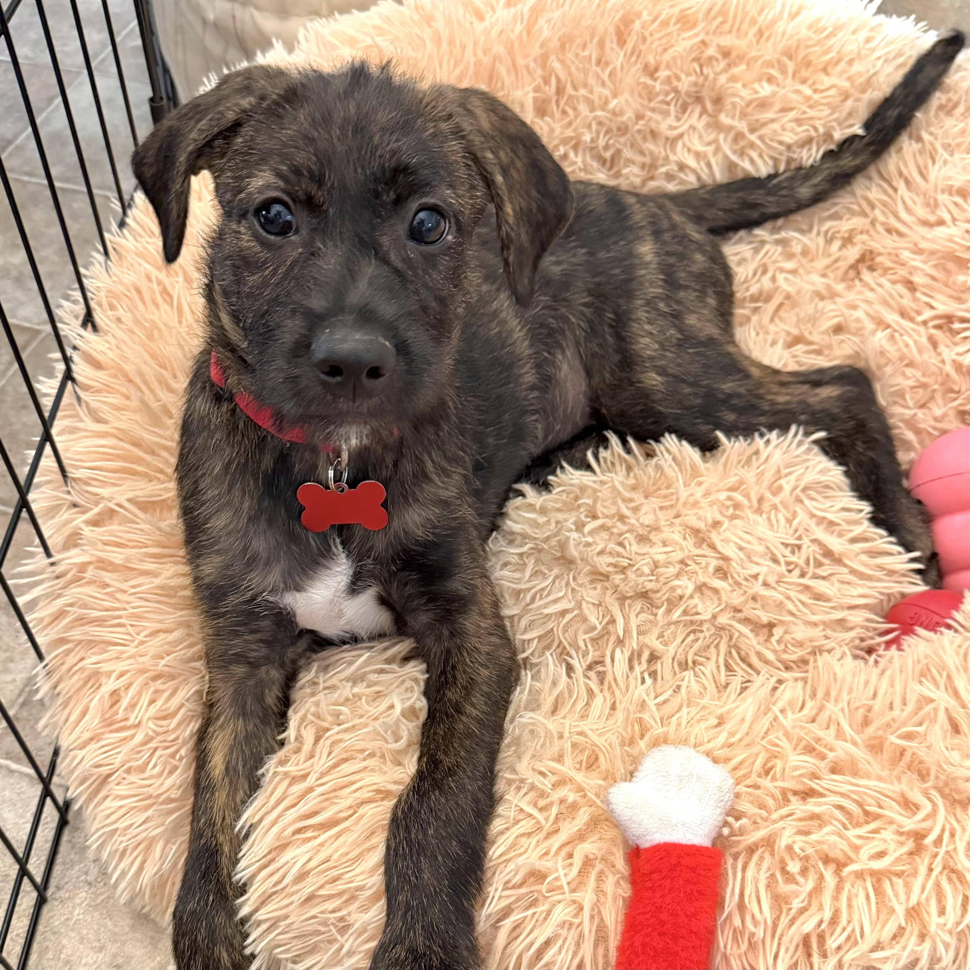 Marshal, a ADOPTABLE mixed breed in Prior Lake, MN image 2/6