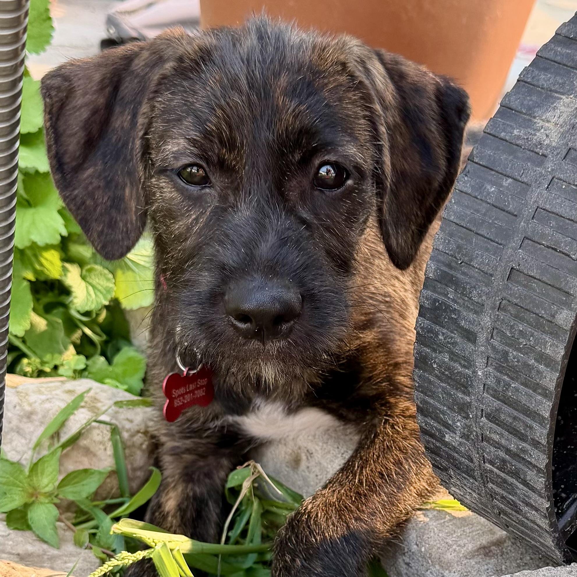 Marshal, a ADOPTABLE mixed breed in Prior Lake, MN image 3/6