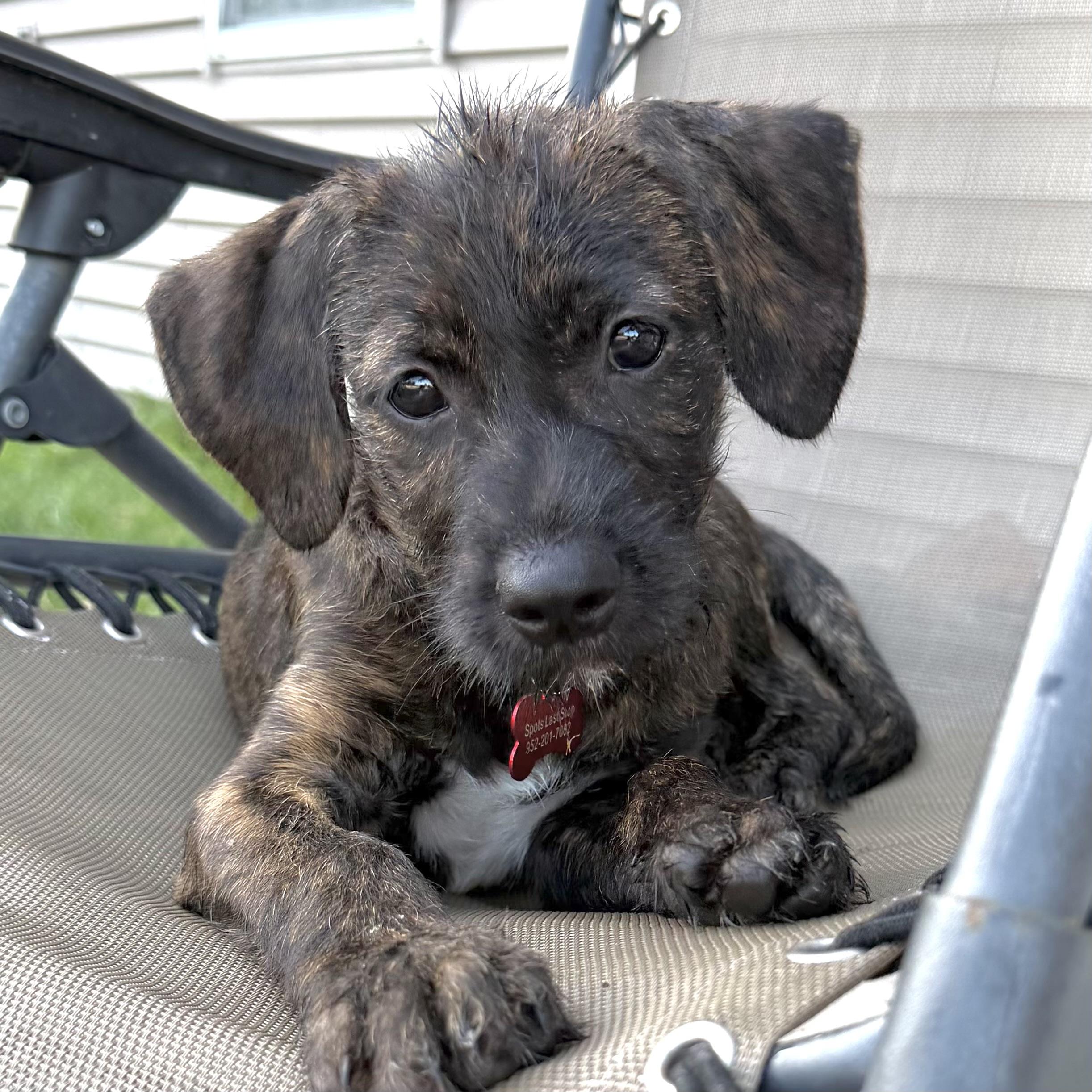 Marshal, a ADOPTABLE mixed breed in Prior Lake, MN image 1/6
