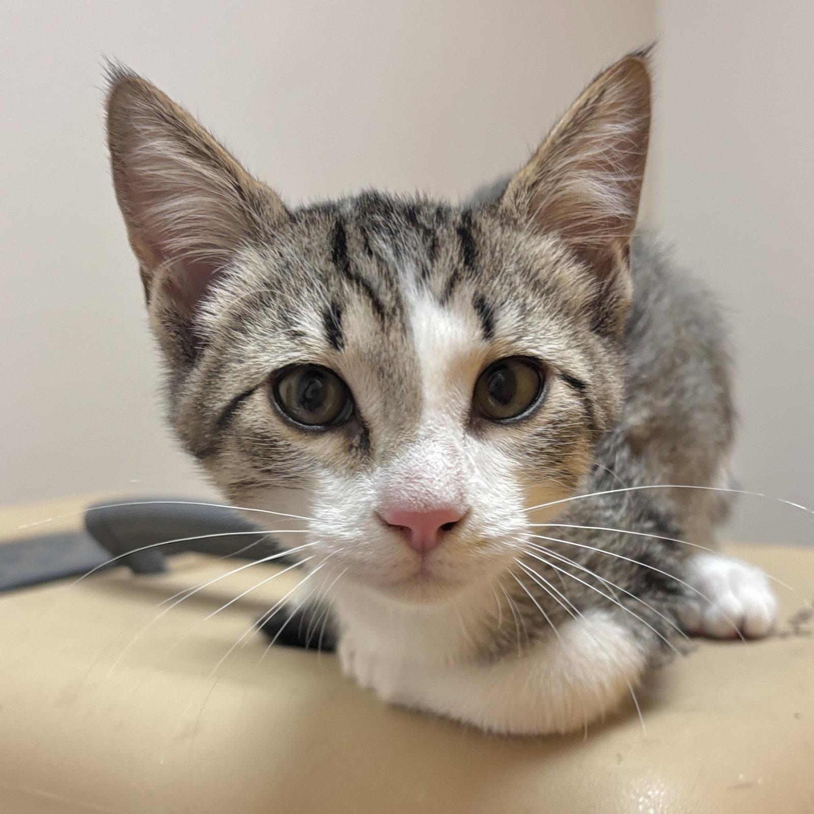 Metro, Adoptable, Kitten Male Domestic Short Hair.