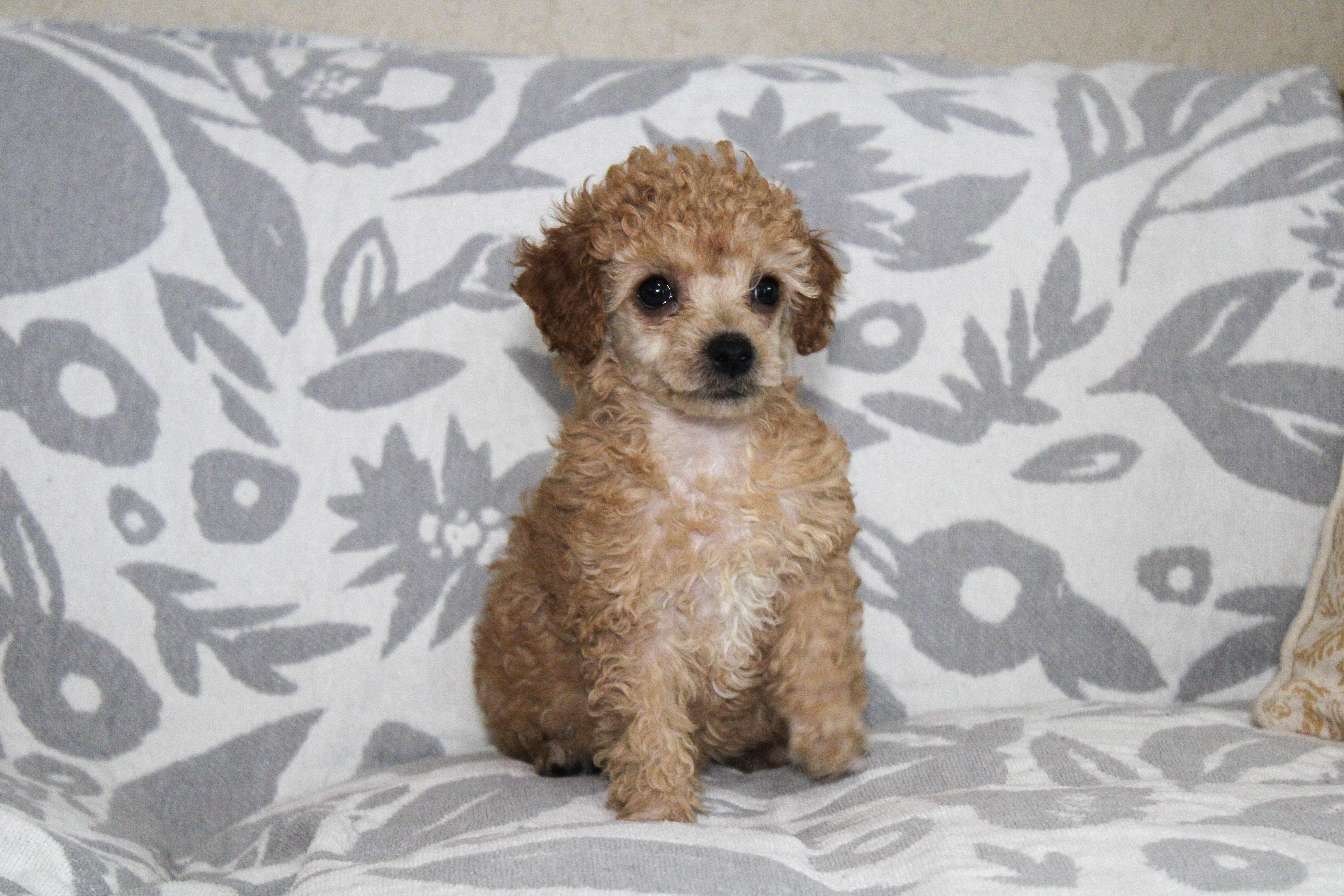 Ginger, adopted, Young Female Poodle (Toy).