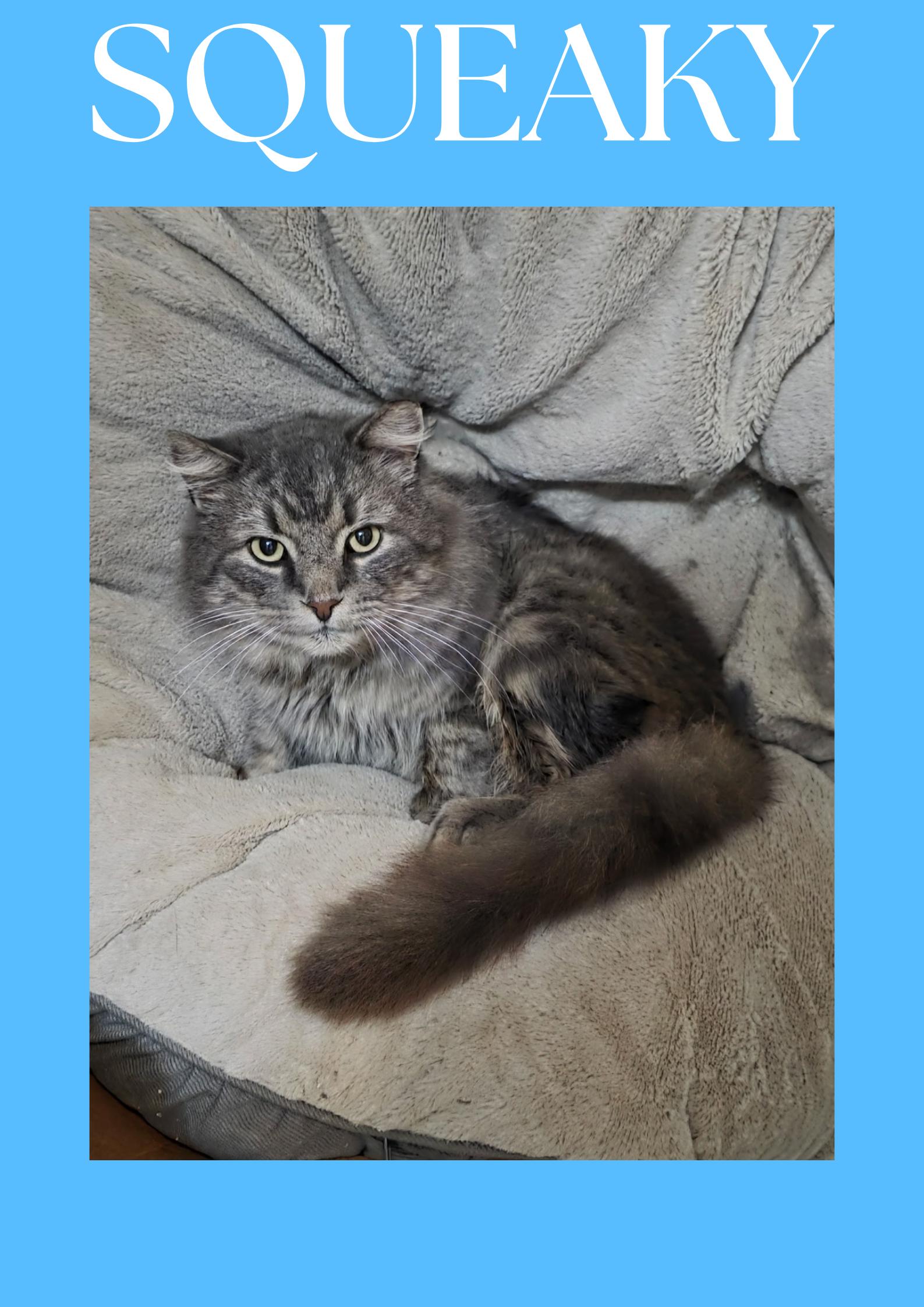 Squeaky, ADOPTABLE, Adult Male Domestic Long Hair.