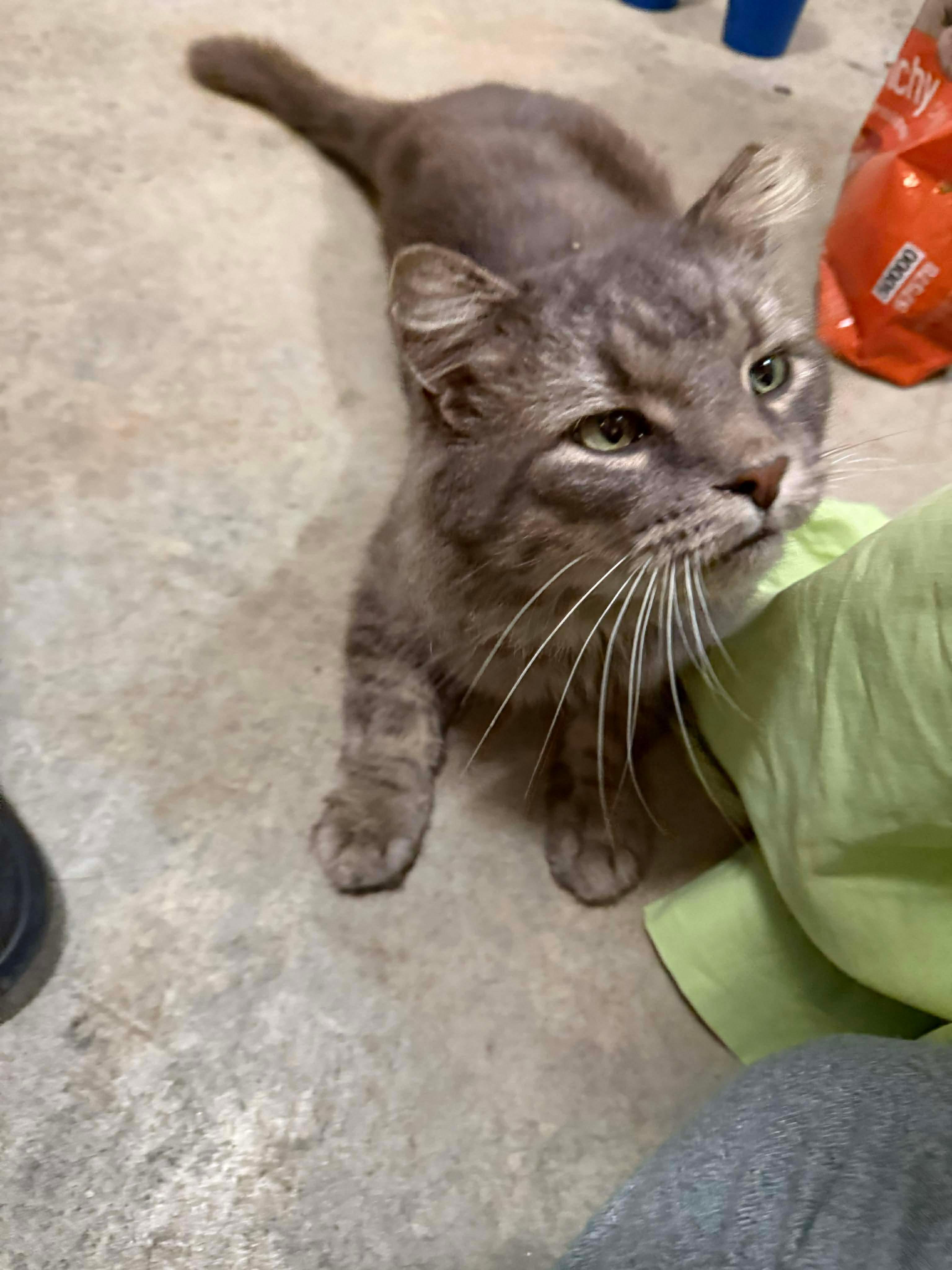 Enlarge Squeaky, a ADOPTABLE Domestic Long Hair in Mount Juliet, TN image 3/3