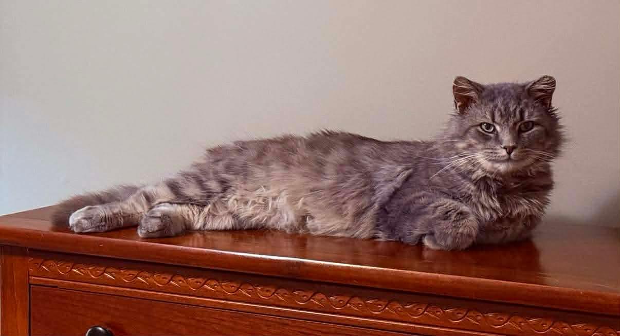 Squeaky, ADOPTABLE, Adult Male Domestic Long Hair.