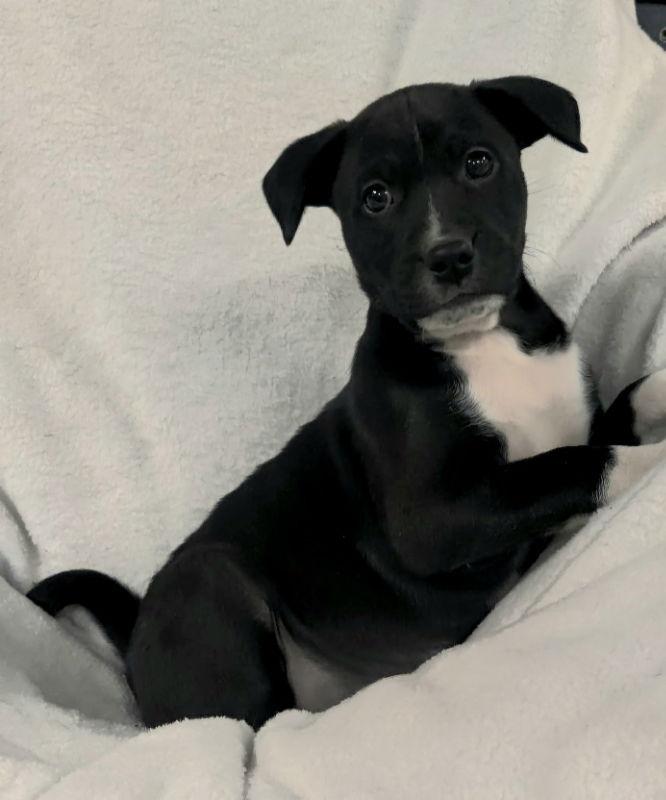 Lucky, a Adoptable Mixed Breed in House Springs, MO image 1/2