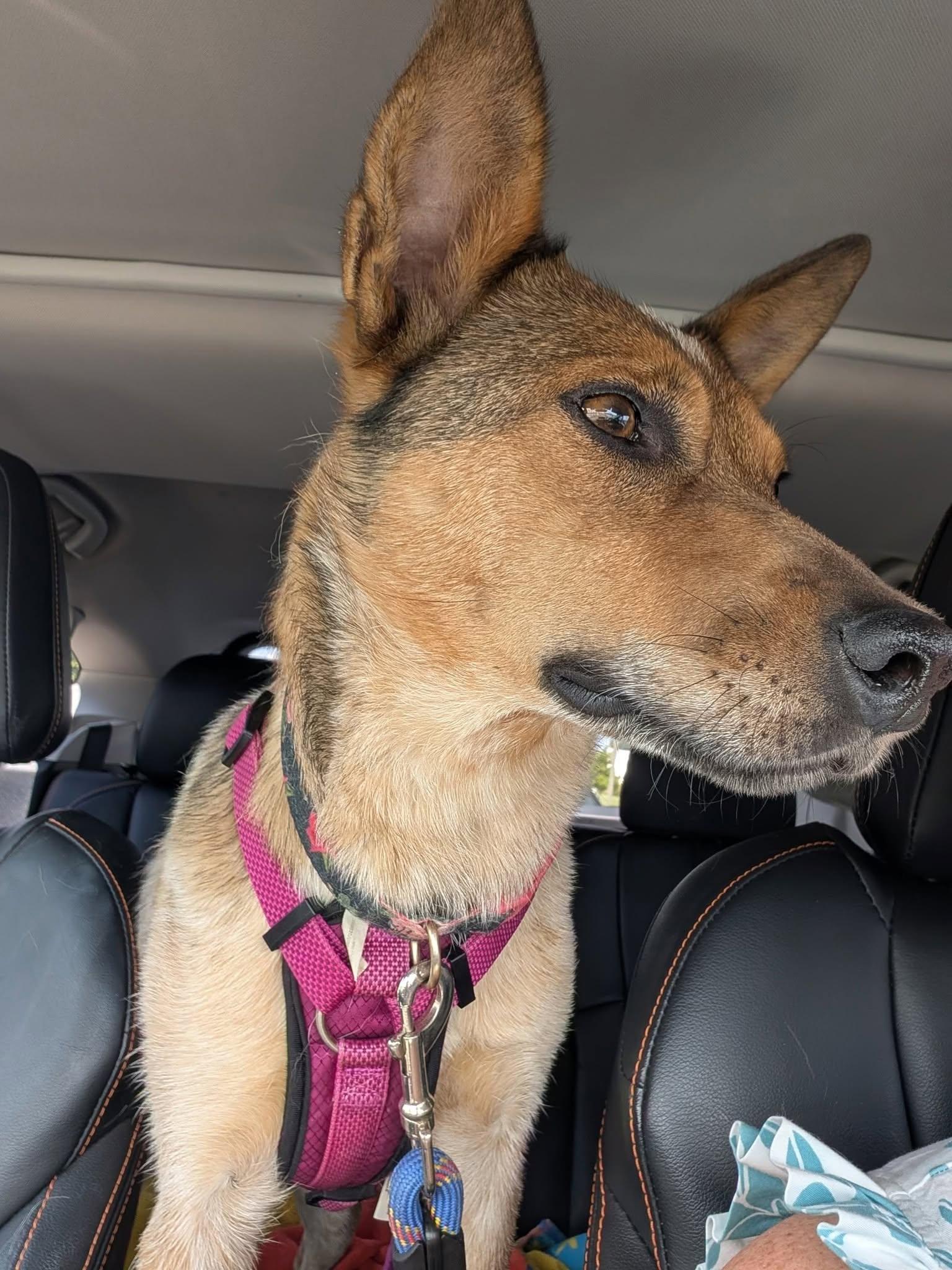 Prim, ADOPTABLE, Young Female Australian Cattle Dog / Blue Heeler & Cattle Dog.