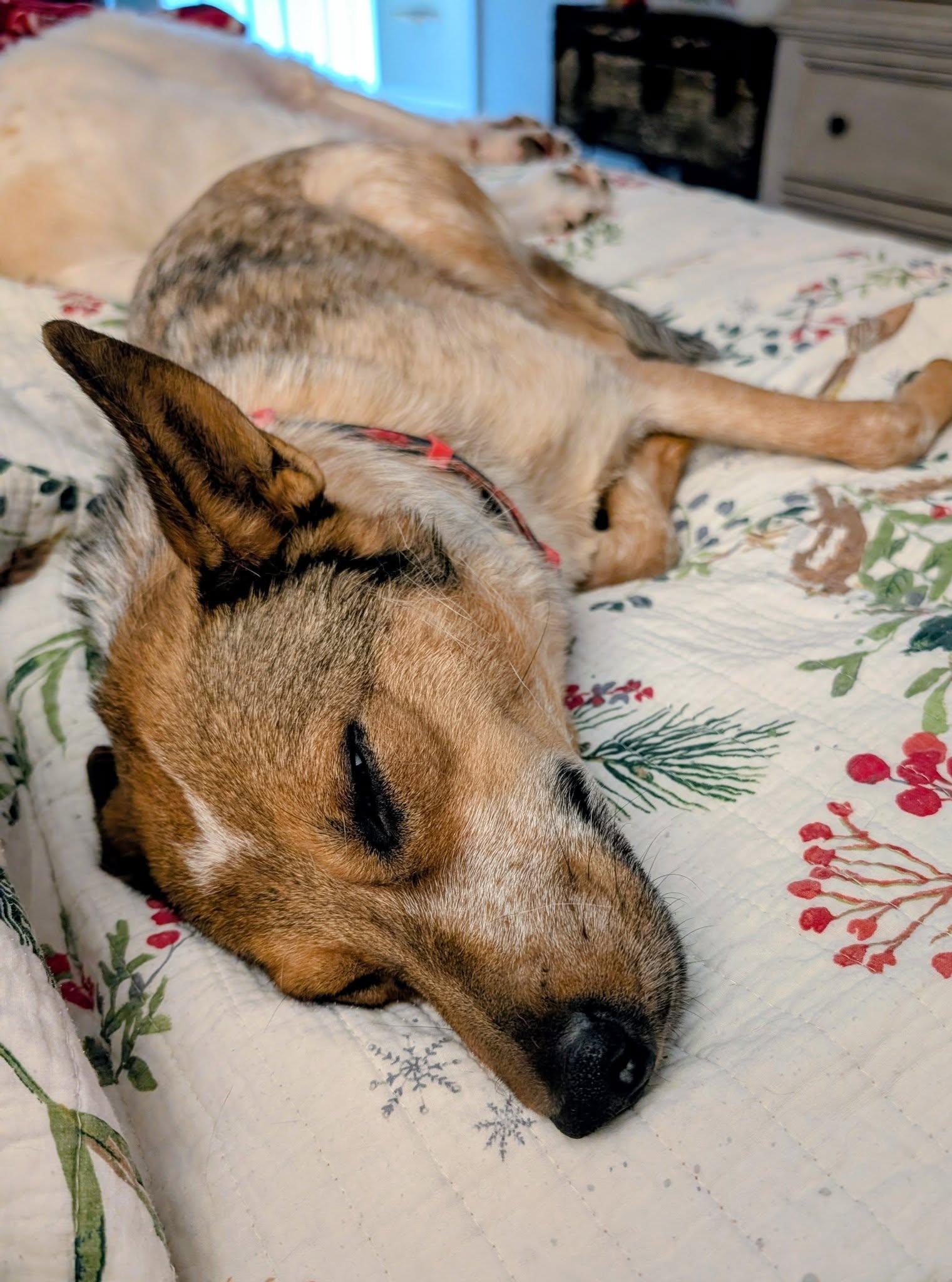 Enlarge Prim, a ADOPTABLE mixed breed in Whitestown, IN image 2/2
