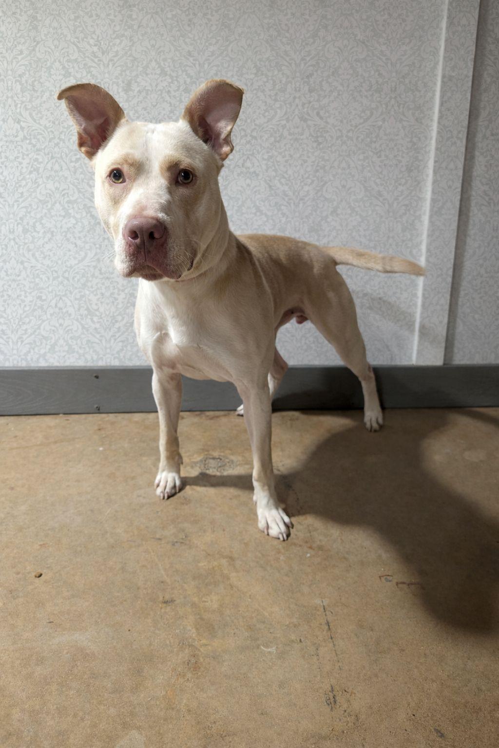 Cooper, ADOPTABLE, Adult Male Pit Bull Terrier.