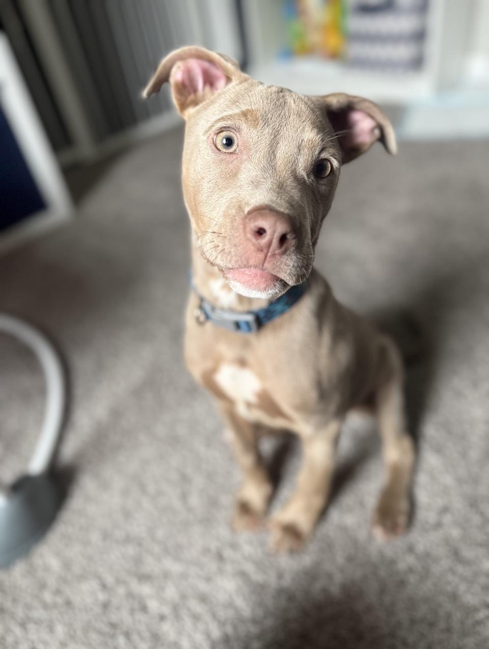 Enlarge Lucky, an adopted Mixed Breed in Oxford, MI image 5/6