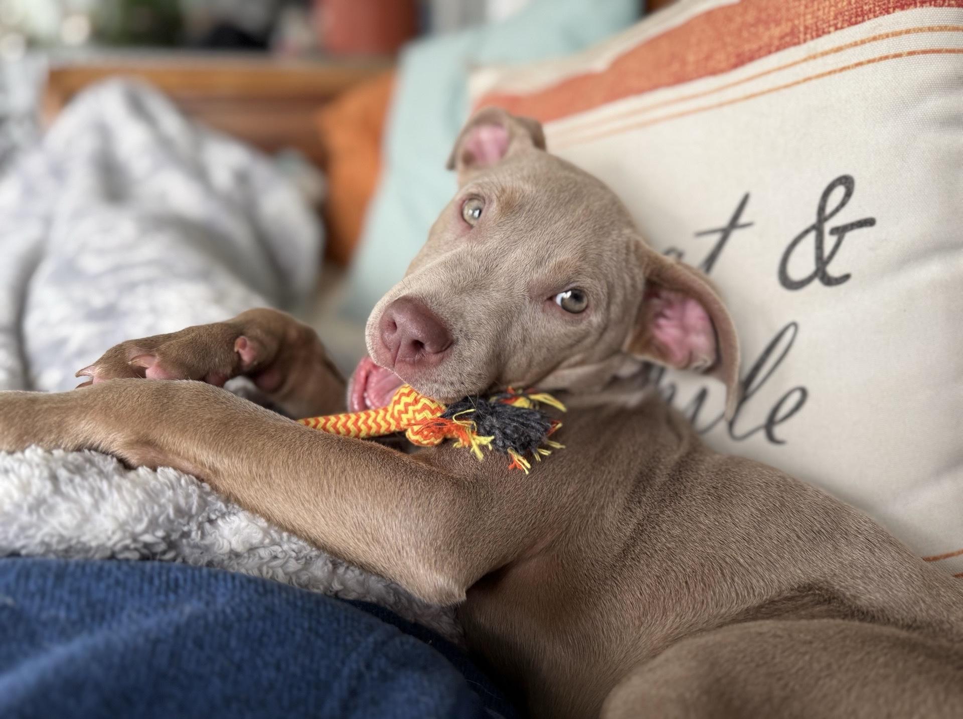 Lucky, adopted, Puppy Male Mixed Breed.