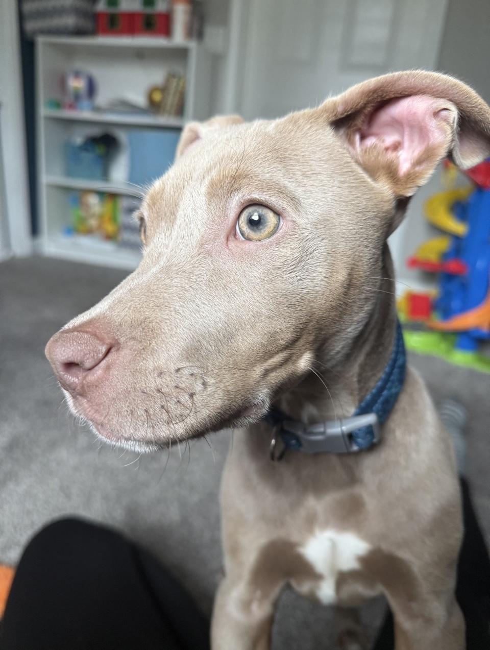 Enlarge Lucky, an adopted Mixed Breed in Oxford, MI image 4/6