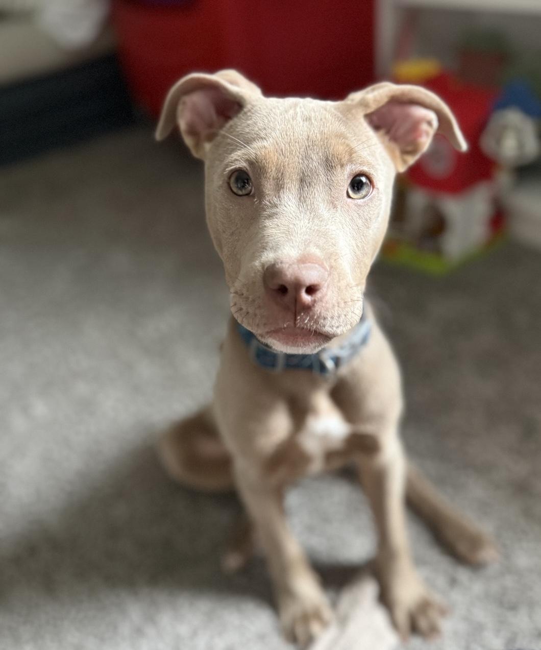 Enlarge Lucky, an adopted Mixed Breed in Oxford, MI image 2/6