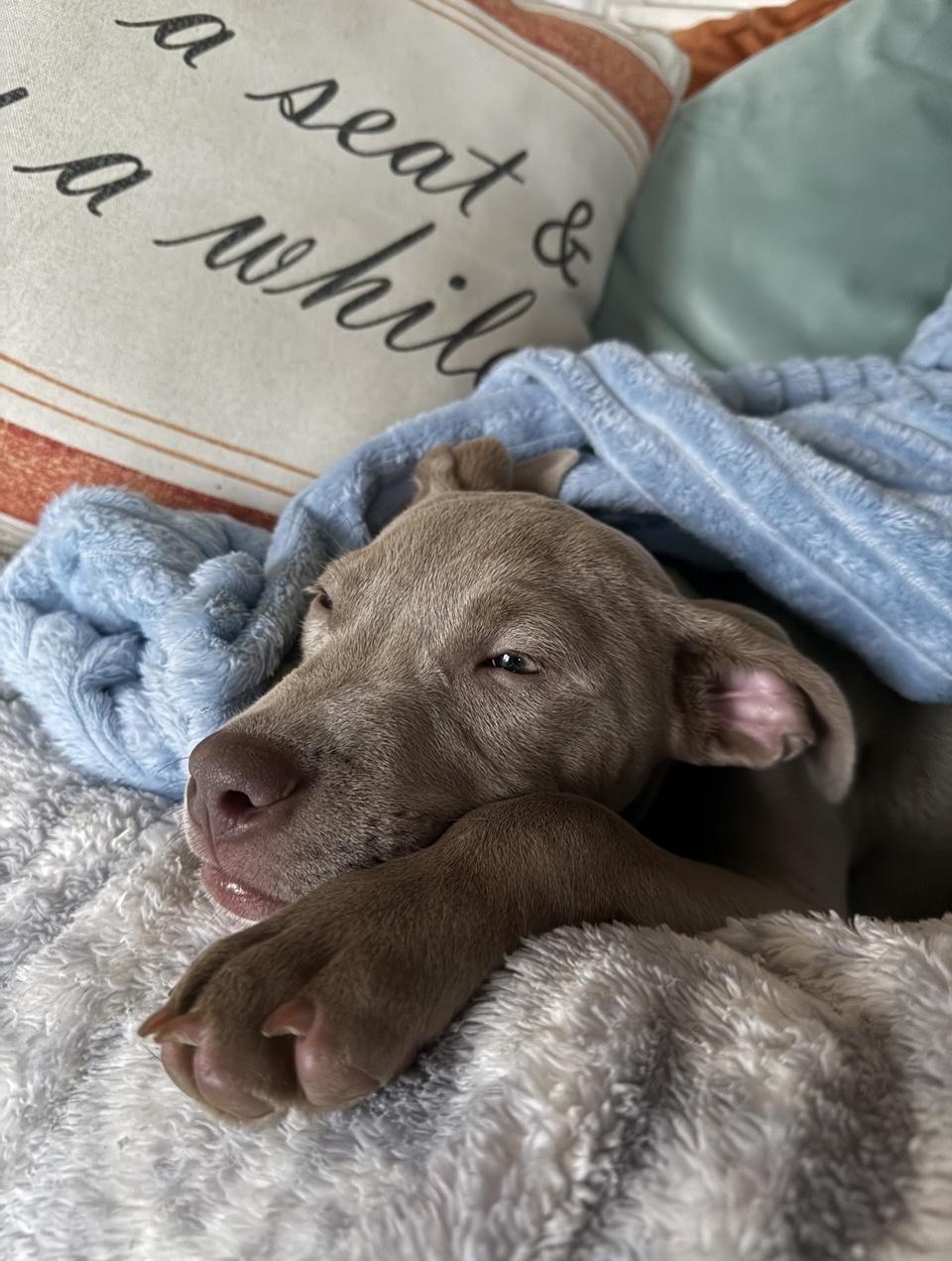 Enlarge Lucky, an adopted Mixed Breed in Oxford, MI image 6/6